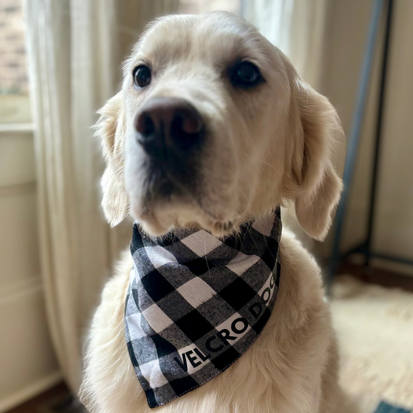 SALE Black and White Flannel Slogan Dog Bandana